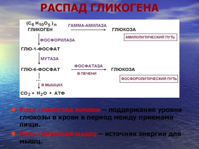 РАСПАД ГЛИКОГЕНА Роль гликогена печени – поддержание уровня глюкозы в крови