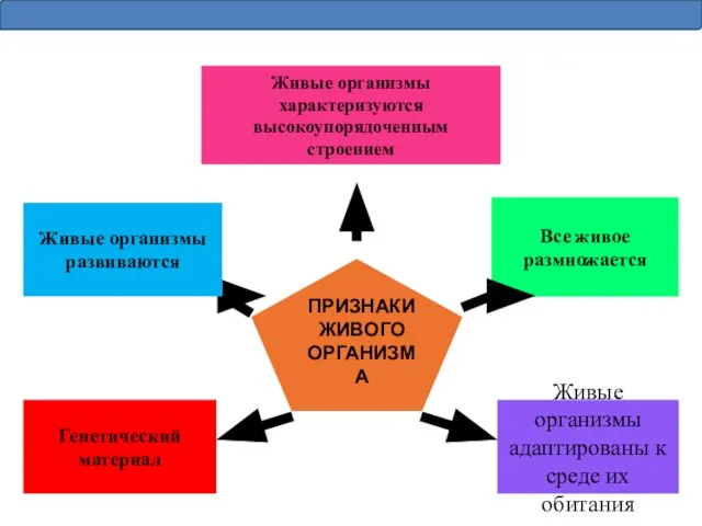 Живые организмы характеризуются высокоупорядоченным строением Живые организмы развиваются Все живое размножается