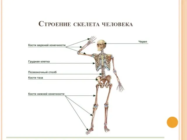 Строение скелета человека