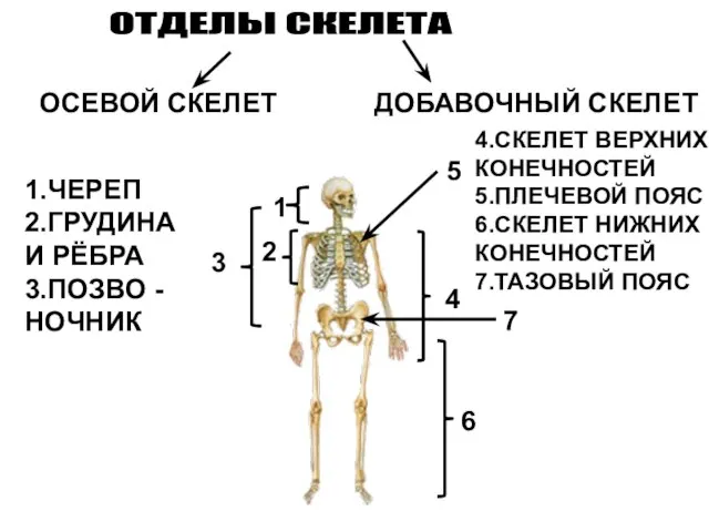 ОТДЕЛЫ СКЕЛЕТА ОСЕВОЙ СКЕЛЕТ ДОБАВОЧНЫЙ СКЕЛЕТ 1 2 3 1.ЧЕРЕП 2.ГРУДИНА