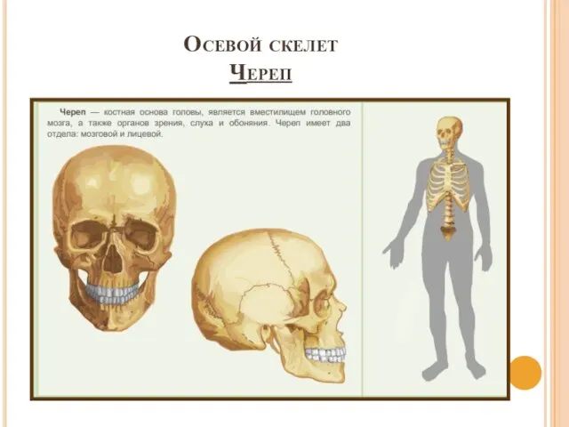 Осевой скелет Череп