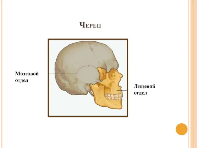 Череп Лицевой отдел Мозговой отдел