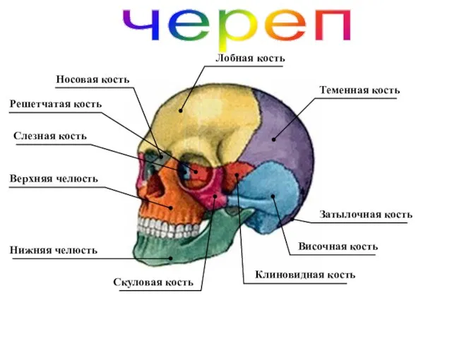 череп Решетчатая кость Слезная кость Носовая кость Лобная кость Теменная кость