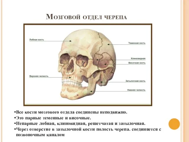 Мозговой отдел черепа Все кости мозгового отдела соединены неподвижно. Это парные