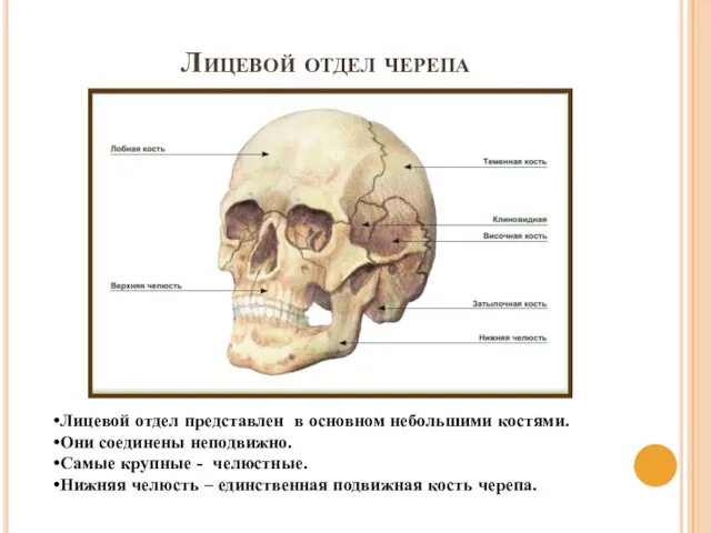 Лицевой отдел черепа Лицевой отдел представлен в основном небольшими костями. Они