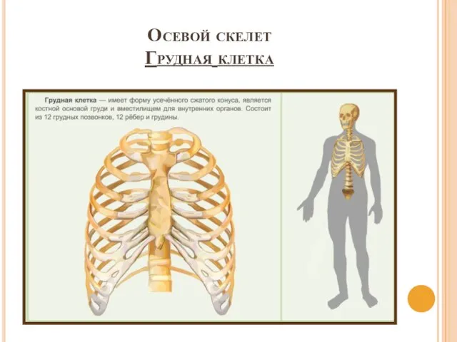 Осевой скелет Грудная клетка