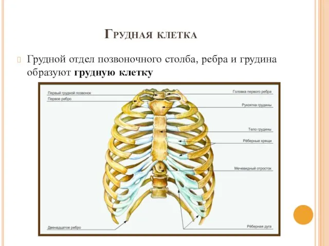 Грудная клетка Грудной отдел позвоночного столба, ребра и грудина образуют грудную клетку