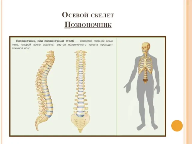 Осевой скелет Позвоночник