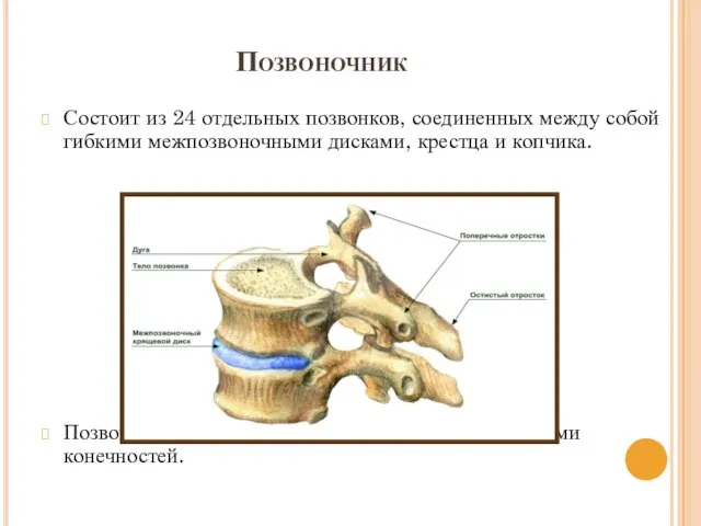 Позвоночник Состоит из 24 отдельных позвонков, соединенных между собой гибкими межпозвоночными