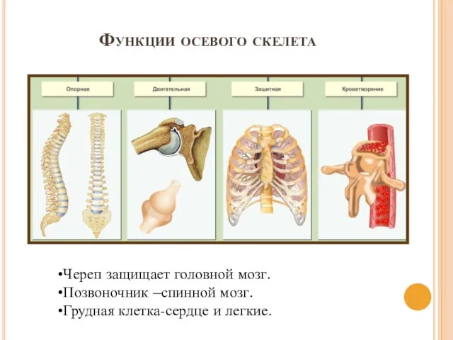 Функции осевого скелета Череп защищает головной мозг. Позвоночник –спинной мозг. Грудная клетка-сердце и легкие.