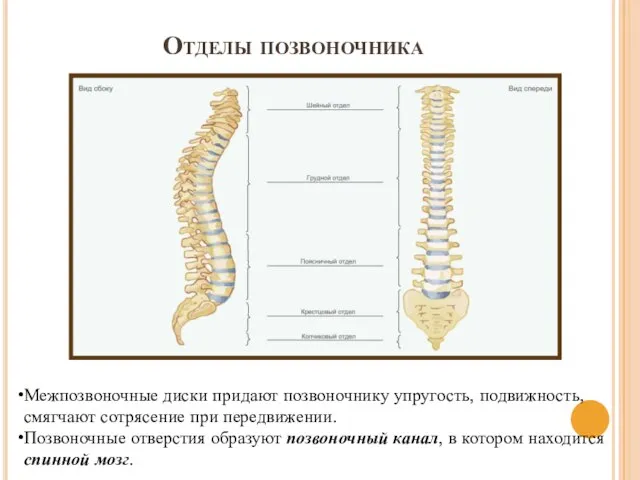 Отделы позвоночника Межпозвоночные диски придают позвоночнику упругость, подвижность, смягчают сотрясение при