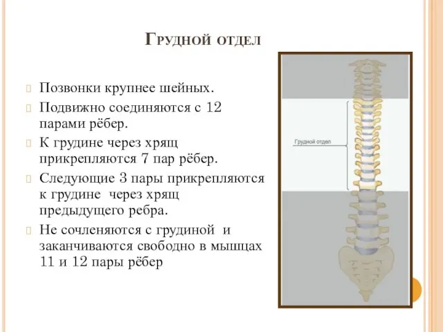 Грудной отдел Позвонки крупнее шейных. Подвижно соединяются с 12 парами рёбер.