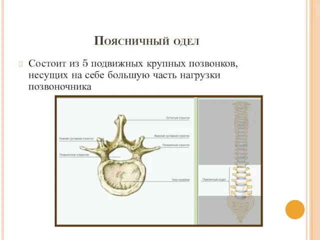 Поясничный одел Состоит из 5 подвижных крупных позвонков, несущих на себе большую часть нагрузки позвоночника