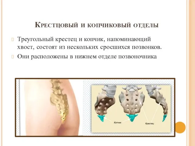 Крестцовый и копчиковый отделы Треугольный крестец и копчик, напоминающий хвост, состоят