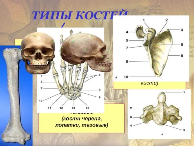 ТИПЫ КОСТЕЙ Трубчатые (конечности) Губчатые кости (тела позвонков, грудина, кости стопы,