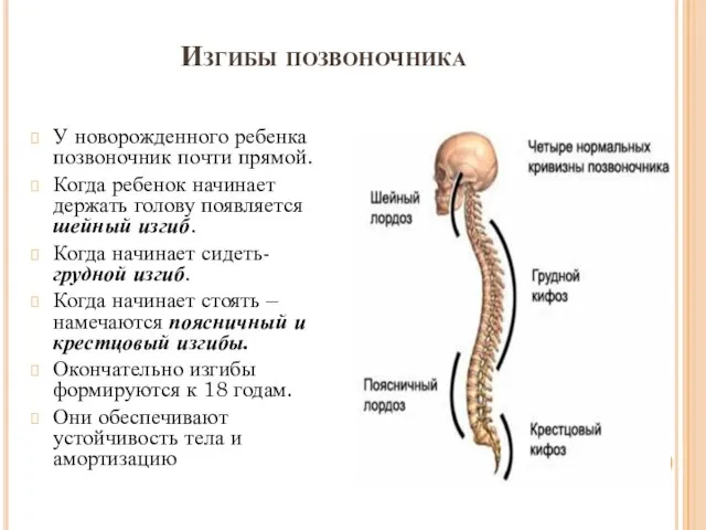 Изгибы позвоночника У новорожденного ребенка позвоночник почти прямой. Когда ребенок начинает