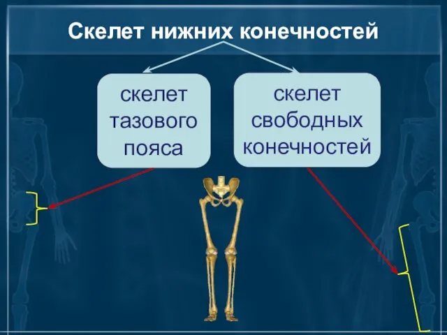 Скелет нижних конечностей скелет тазового пояса скелет свободных конечностей