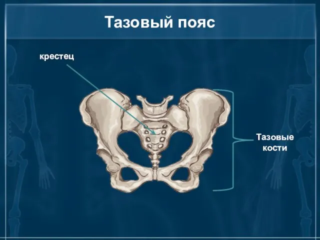 Тазовый пояс крестец Тазовые кости