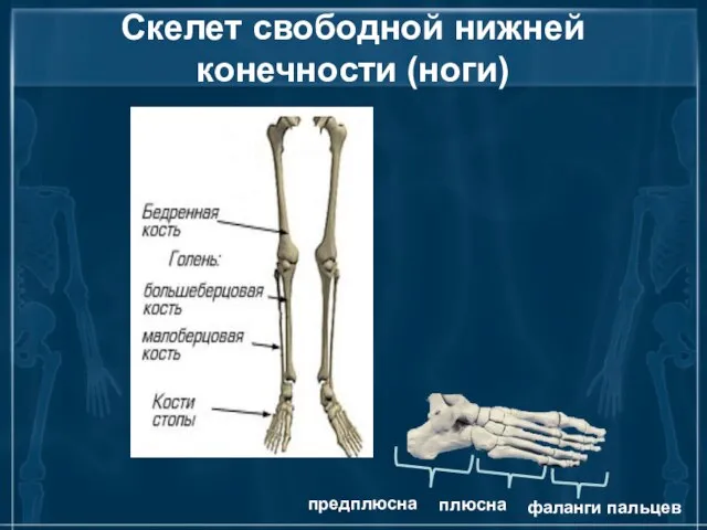 Скелет свободной нижней конечности (ноги) плюсна предплюсна фаланги пальцев