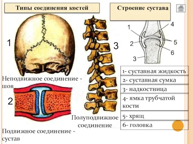 Неподвижное соединение - шов Подвижное соединение - сустав Полуподвижное соединение Строение