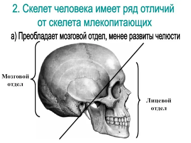 Мозговой отдел Лицевой отдел 2. Скелет человека имеет ряд отличий от