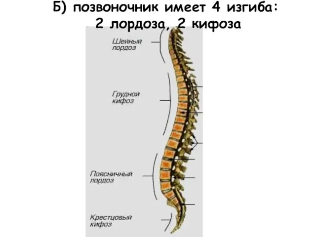 Б) позвоночник имеет 4 изгиба: 2 лордоза, 2 кифоза