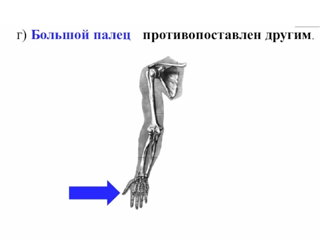 г) Большой палец противопоставлен другим.