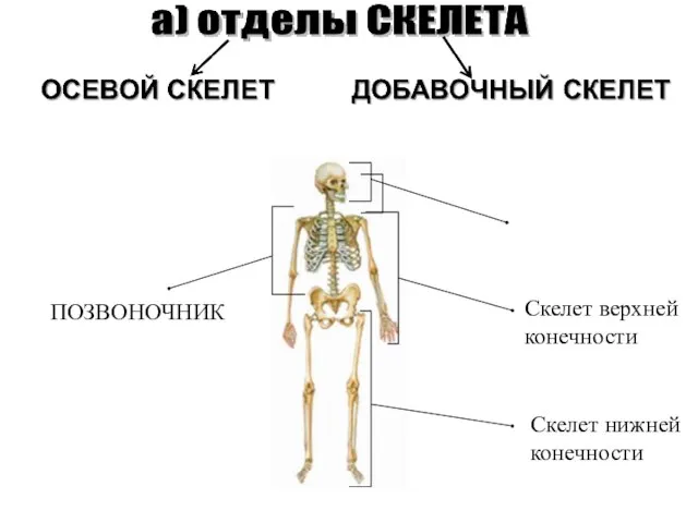 Скелет верхней конечности Скелет нижней конечности ПОЗВОНОЧНИК