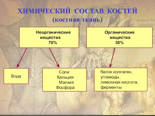 ХИМИЧЕСКИЙ СОСТАВ КОСТЕЙ (костная ткань) Неорганические вещества 70% Органические вещества 30%