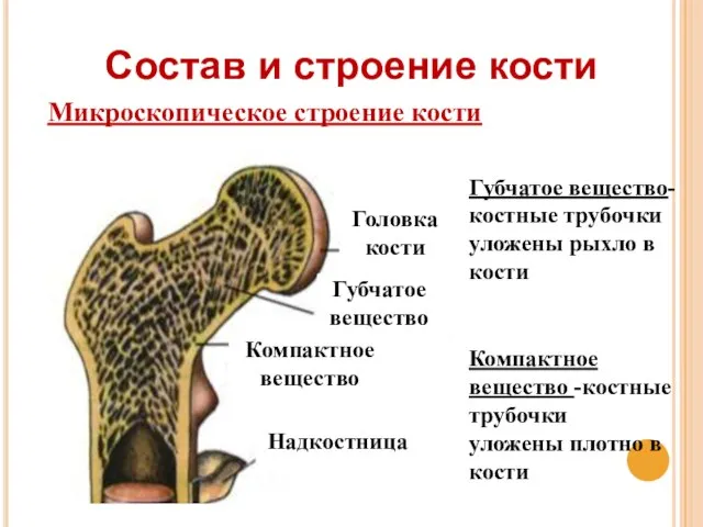 Состав и строение кости Микроскопическое строение кости Головка кости Компактное вещество