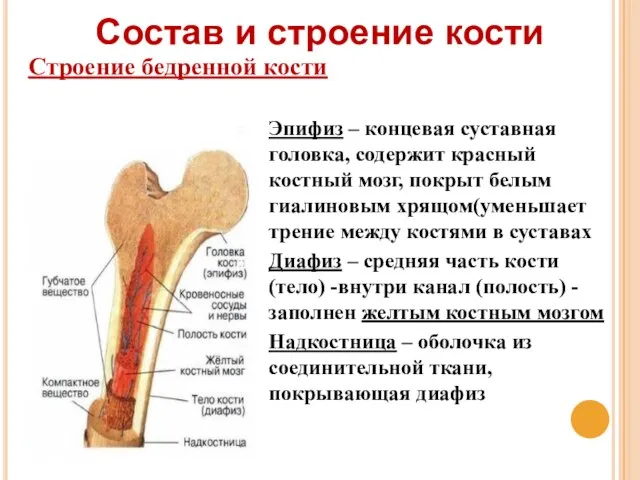 Состав и строение кости Строение бедренной кости Эпифиз – концевая суставная