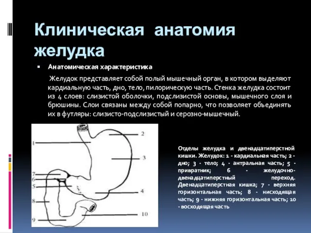 Клиническая анатомия желудка Анатомическая характеристика Желудок представляет собой полый мышечный орган,