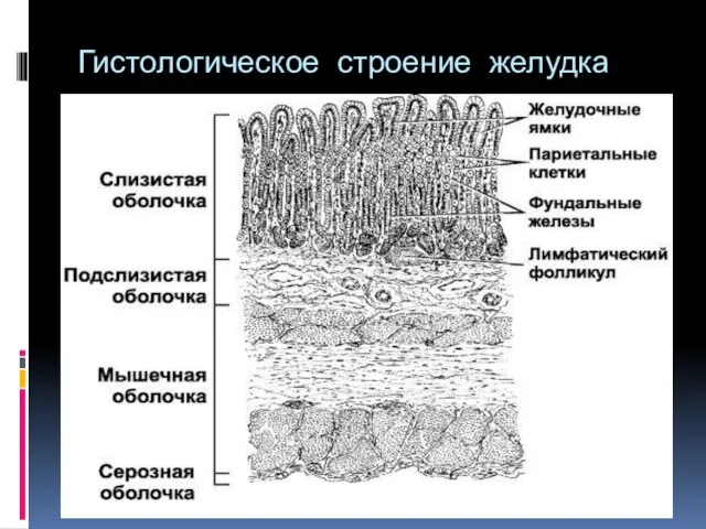 Гистологическое строение желудка