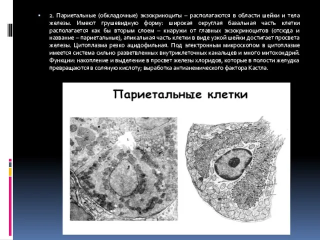 2. Париетальные (обкладочные) экзокриноциты – располагаются в области шейки и тела