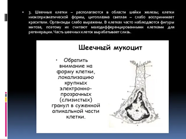 3. Шеечные клетки – располагаются в области шейки железы; клетки низкопризматической