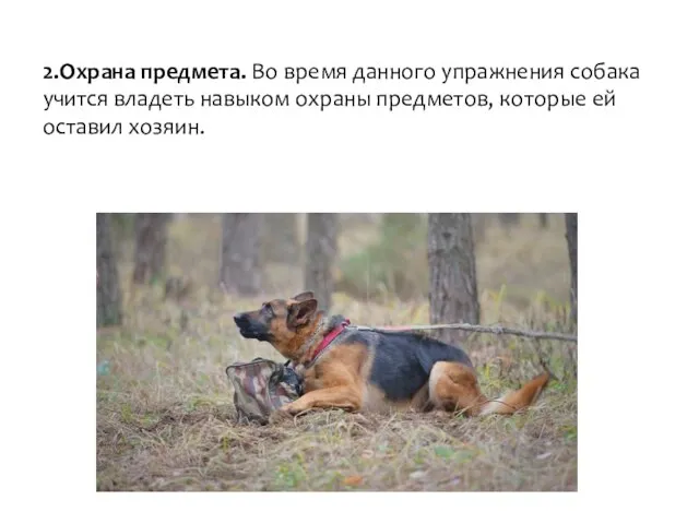 2.Охрана предмета. Во время данного упражнения собака учится владеть навыком охраны предметов, которые ей оставил хозяин.