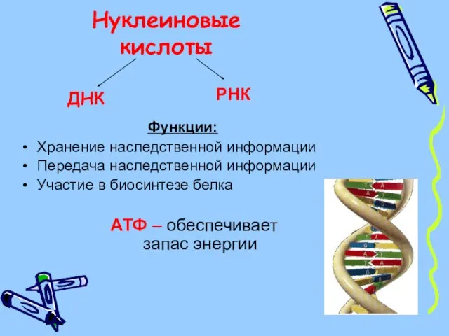 Нуклеиновые кислоты ДНК РНК Функции: Хранение наследственной информации Передача наследственной информации