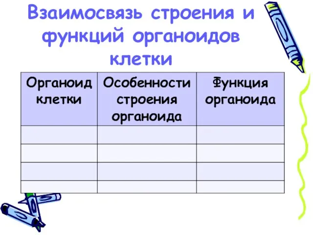 Взаимосвязь строения и функций органоидов клетки