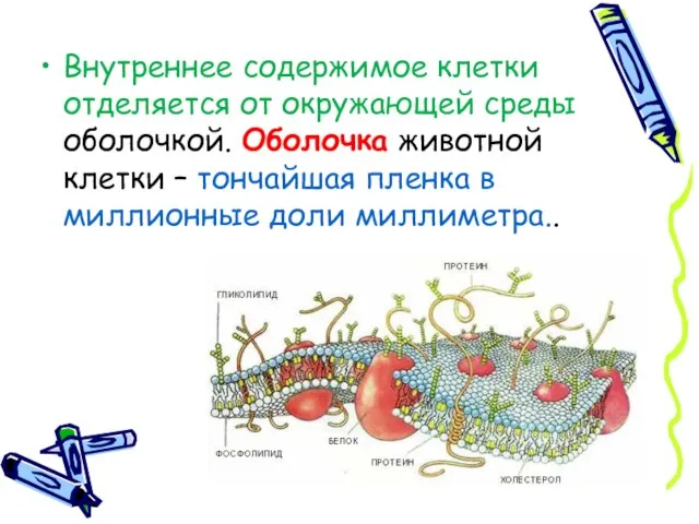 Внутреннее содержимое клетки отделяется от окружающей среды оболочкой. Оболочка животной клетки