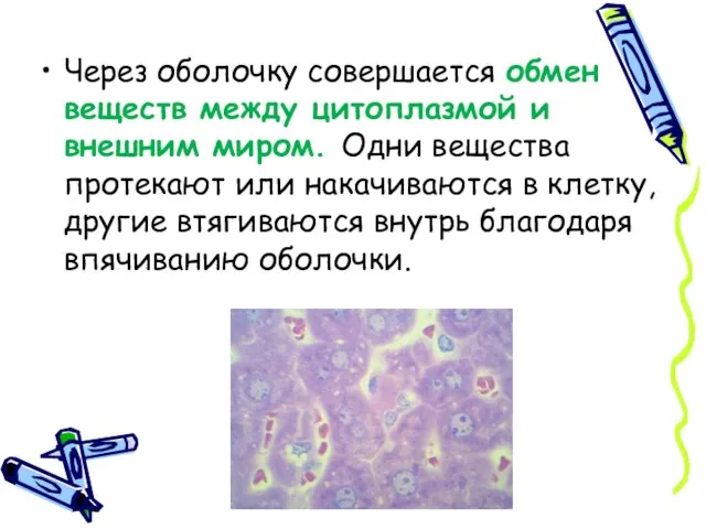 Через оболочку совершается обмен веществ между цитоплазмой и внешним миром. Одни