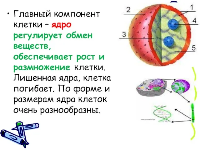 Главный компонент клетки – ядро регулирует обмен веществ, обеспечивает рост и