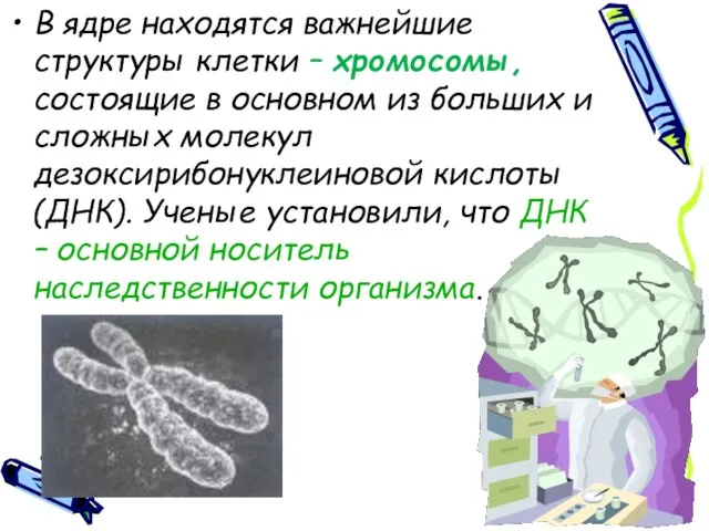 В ядре находятся важнейшие структуры клетки – хромосомы, состоящие в основном