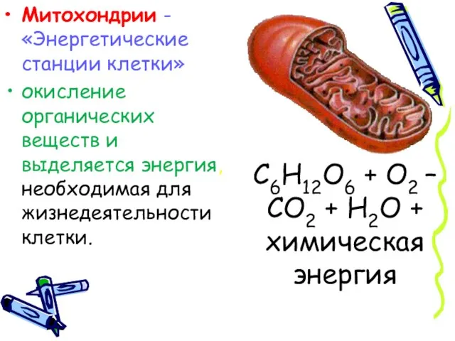 C6H12O6 + O2 – CO2 + H2O + химическая энергия Митохондрии