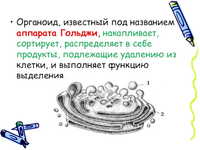 Органоид, известный под названием аппарата Гольджи, накапливает, сортирует, распределяет в себе