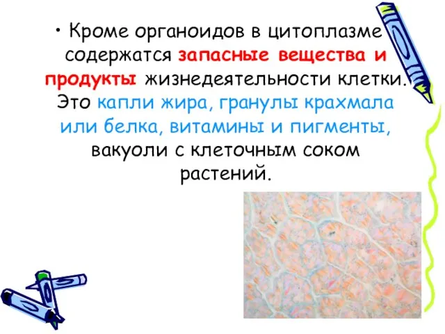 Кроме органоидов в цитоплазме содержатся запасные вещества и продукты жизнедеятельности клетки.