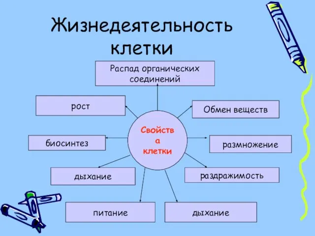 Жизнедеятельность клетки Свойства клетки Распад органических соединений биосинтез размножение рост Обмен веществ дыхание раздражимость питание дыхание