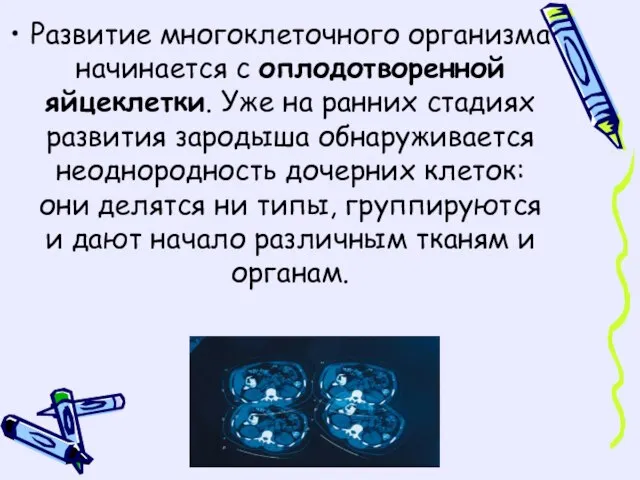 Развитие многоклеточного организма начинается с оплодотворенной яйцеклетки. Уже на ранних стадиях