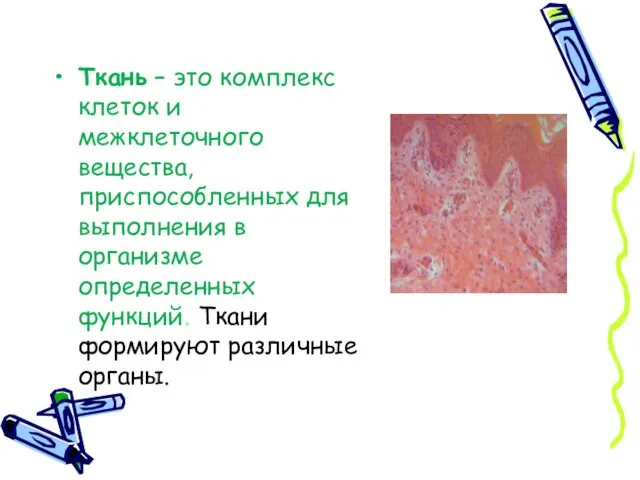 Ткань – это комплекс клеток и межклеточного вещества, приспособленных для выполнения