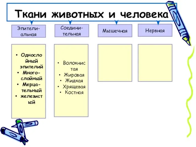 Ткани животных и человека Эпители-альная Нервная Мышечная Соедини-тельная Однослойный эпителий Много-слойный