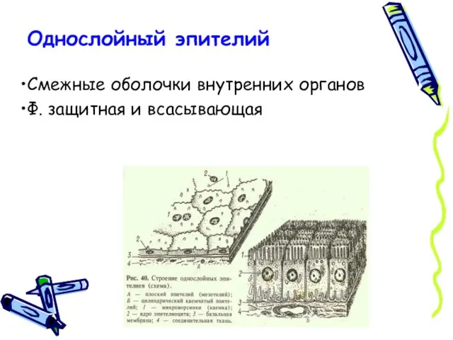 Однослойный эпителий Смежные оболочки внутренних органов Ф. защитная и всасывающая